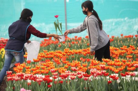 Atlixco Celebra la Llegada de la Temporada de Tulipanes con 40 Variedades