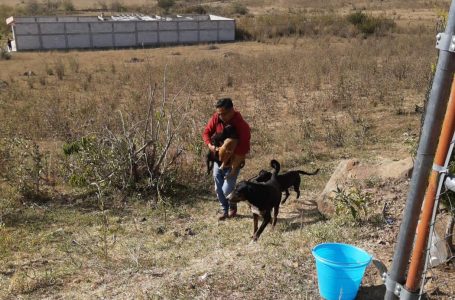 Así puedes realizar reportes en el centro municipal de adopción y bienestar animal (CEMA).