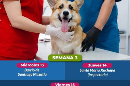 Izúcar Impulsa la Salud Pública con Jornada Gratuita de Esterilización de Mascotas