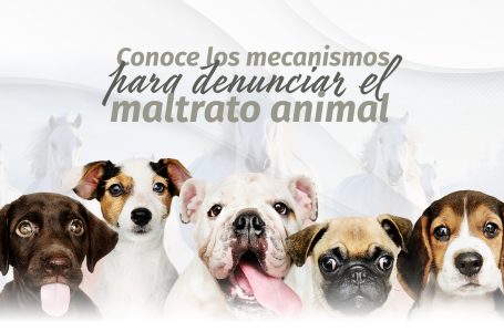 Refuerza Congreso del Estado mecanismos de denuncia ante casos de maltrato animal