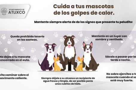 Bienestar animal Atlixco, te invita a cuidar a tus mascotas durante esta temporada de calor.
