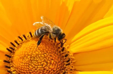 ¿Por qué no debes matar a las abejas?