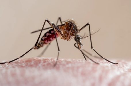 Mixteca a la cabeza en contagios de dengue: SSA