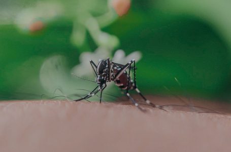 Menor muere víctima de dengue en Tehuacán