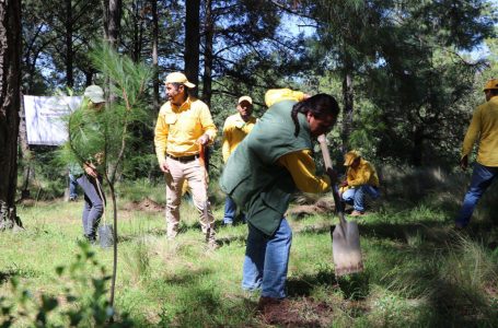Destinará gobierno estatal 300 mil plantas a la Mixteca para reforestación