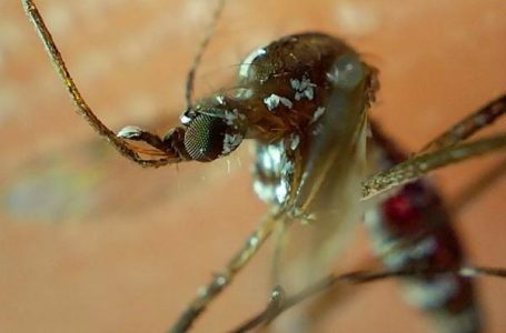 Concentran cinco municipios el 59.3% de casos de dengue en Puebla: Salud