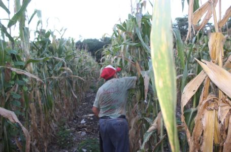 Campesinos sostendrán reunión con autoridades sobre cañones anti lluvia