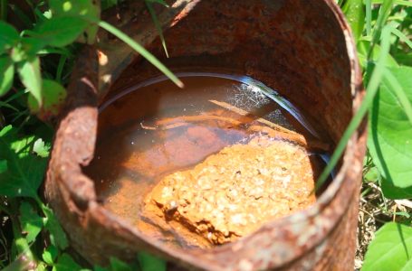 Registra Puebla 12 nuevos contagios de dengue en las últimas 24 horas