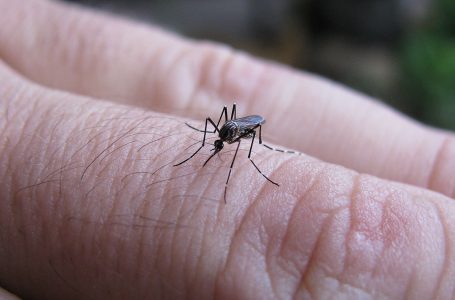 Acumula Puebla 632 casos de dengue en lo que va del año: Salud