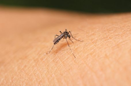 En Puebla, nueve personas hospitalizadas por dengue: Salud