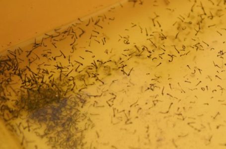 Registra Puebla 91 nuevos contagios de dengue en últimas 24 horas: Salud