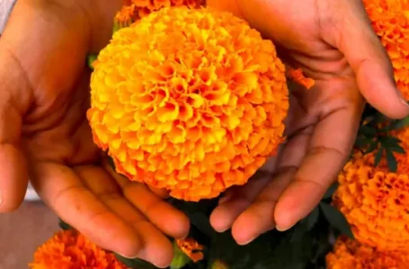 La Flor de Cempasúchil también se come