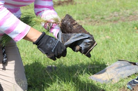 Suman 113 municipios beneficiados con plan de reforestación del gobierno estatal