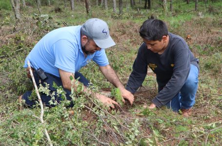 Entrega gobierno estatal 7 millones de plantas y árboles para reforestar
