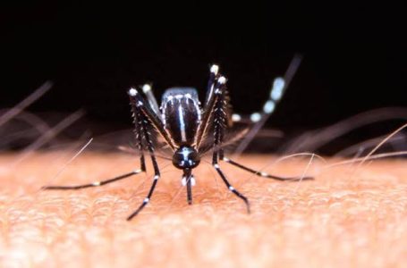 Puebla, sin contagios ni defunciones por dengue en las últimas 24 horas