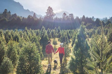 Pinos navideños en Santa Rita Tlahuapan