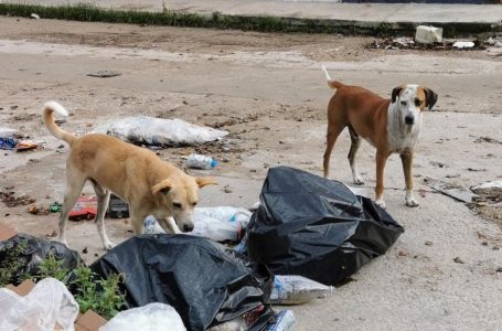 En Coronango: abandonan a mascotas en pésimas condiciones