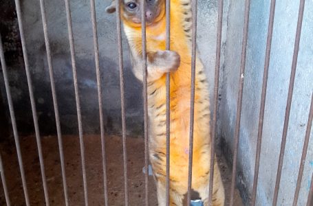 Venta de animales exóticos cerca del zócalo de Puebla capital