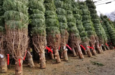 Recicla tu árbol de Navidad