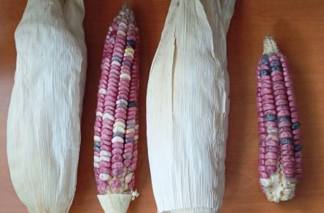 Docentes del TecNM Ciudad Serdán desarrollan proyecto para la conservación y producción de maíces nativos