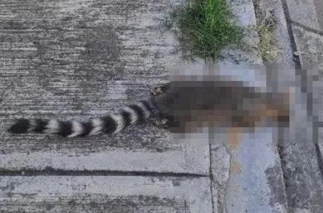 Complicado el panorama en San Pedro Cholula, envenenan a los cacomixtles