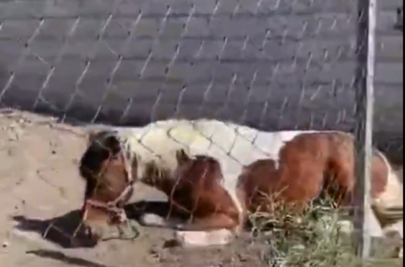 Lupe Cuautle no hace nada ante abandono de un caballo en San Andrés Cholula