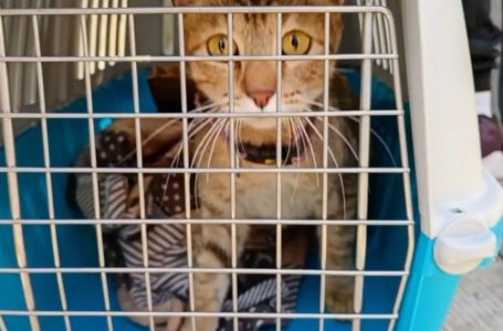 Realiza Gobierno de la Ciudad Jornada Integral de Atención Animal en San Miguel Canoa