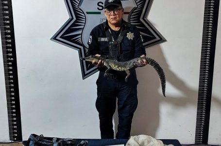 Policía descubre cocodrilo en mochila en el centro histórico de Puebla.