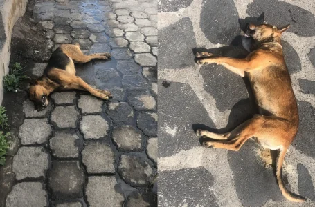 Envenenan a perros en la colonia 3 de mayo de la ciudad de Puebla