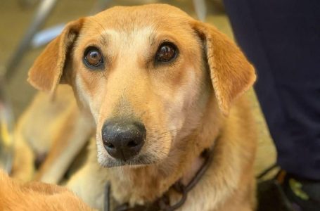Atiende Gobierno de la Ciudad a mascotas en Guadalupe Xonacatepec y Romero Vargas