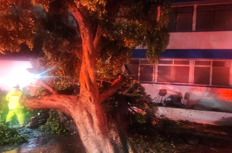 Atiende Gobierno de la Ciudad reportes por inundaciones y caída de árbol
