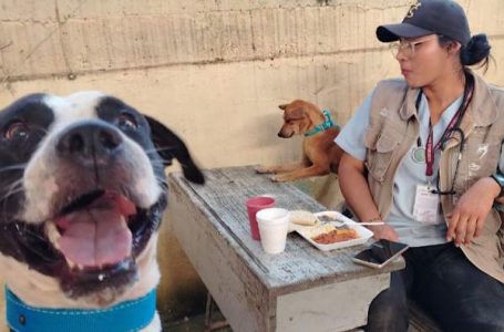 Gobierno estatal refuerza atención veterinaria y resguardo de seres sintientes en la Sierra Norte