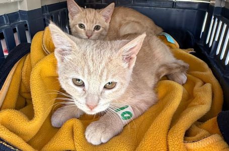 Impulsa Gobierno de la Ciudad jornadas de bienestar animal en más colonias del municipio