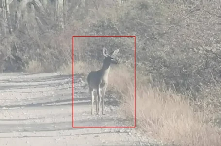Detectan venados cola blanca en Puebla y autoridades alertan por comercio ilegal