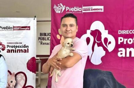Avanza Gobierno de la Ciudad en materia de bienestar animal