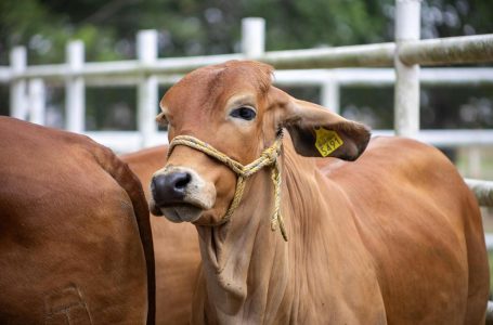 Puebla, referente nacional en el manejo y control del gusano barrenador del ganado