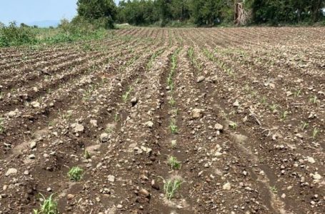 SADR atiende oportunamente afectaciones por granizada en cultivos de Atlixco