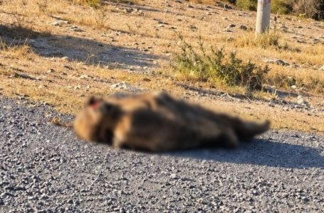 Localizan sin vida al hijo del presidente municipal de Tecamachalco