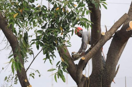 Puebla reserva por tres años datos sobre tala en Bosques de San Sebastián